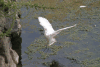 Western Little Egret Landing