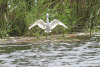 Western Little Egret Fishing