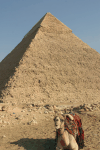 Pyramid Khafra Camel Waiting