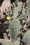 Indian Prickly-pear Cactus (Opuntia ficus-indica)