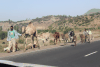 Livestock Road Including Dromedary