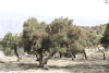 Tree Heath (Erica arborea)