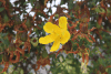 Curry Bush Flower