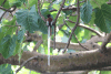 Terpsiphone viridis
