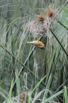 Village Weaver (Ploceus cucullatus)