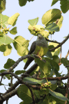 Bruce's Green Pigeon (Treron waalia)
