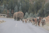 Livestock Road