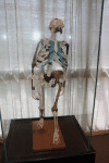 Lucy (Australopithecus afarensis)