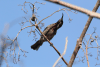 Hunter's Sunbird (Chalcomitra hunteri)