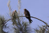 Black Kite (Milvus migrans)