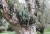 Ferns Growing Tree