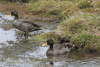 Yellow-billed Duck (Anas undulata)