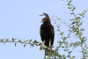 Long-crested Eagle (Lophaetus occipitalis)