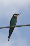 Eurasian Bee-eater (Merops apiaster)