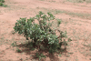 Small Succulent Tree