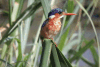 Malachite Kingfisher ssp. stuartkeithi (Corythornis cristatus stuartkeithi)