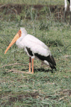 Mycteria ibis
