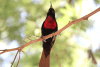 Hunter's Sunbird (Chalcomitra hunteri)