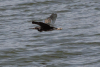 Striated Heron (Butorides striata)