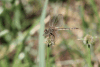 Tawny Pennant (Brachymesia herbida)