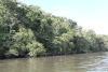 Rainforest Along Approuague River