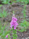 Common Foxglove (Digitalis purpurea)