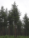 Weymouth Pine (Pinus strobus)