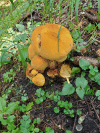Field Mushroom (Agaricaceae gen.)