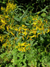 Alpine Ragwort (Senecio nemorensis)