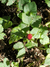 Mock Strawberry (Potentilla indica)