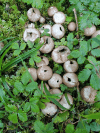Puffball (Lycoperdaceae gen.)