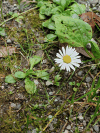 Common Daisy (Bellis perennis)