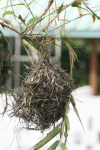 Nest Slender-billed Weaver