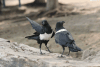 Birds in Ghana