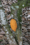 Cacao Tree (Theobroma cacao)
