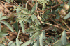 Sensitive Plant (Mimosa pudica)