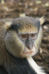 Lowe's Monkey (Cercopithecus lowei)