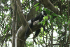 White-thighed Colobus Hangin'