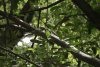 Nile Monitor (Varanus niloticus)