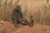 Female Olive Baboon Baby