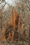 Termite Mound About 3-4 m
