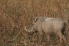 Northern Warthog (Phacochoerus africanus africanus)