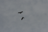 Two Raptors Dogfight