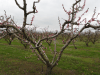 Orchard Bloom Mieza