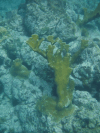 Elkhorn Coral (Acropora palmata)