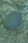 Caribbean Ocean Surgeonfish (Acanthurus tractus)
