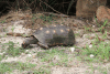 Red-footed Tortoise (Chelonoidis carbonarius)