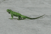 Iguana iguana