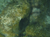 Threespot Damselfish (Stegastes planifrons)