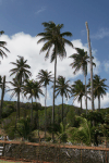 Coconut Palm Grove Bequia